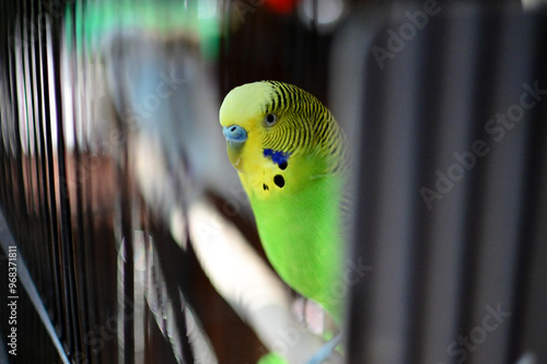 Bird in Cage