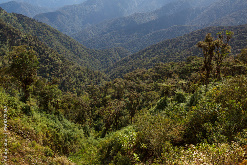 Naklejka premium Jungle in Peru