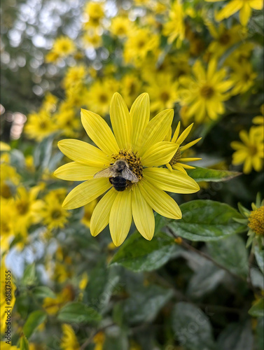 bee on flower