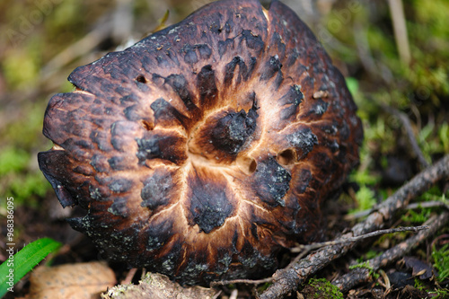 Wild sarcodon imbricatus,edible mushroom in forest of China photo