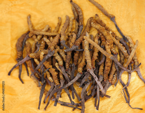 Dried wild Cordyceps on yellow background photo