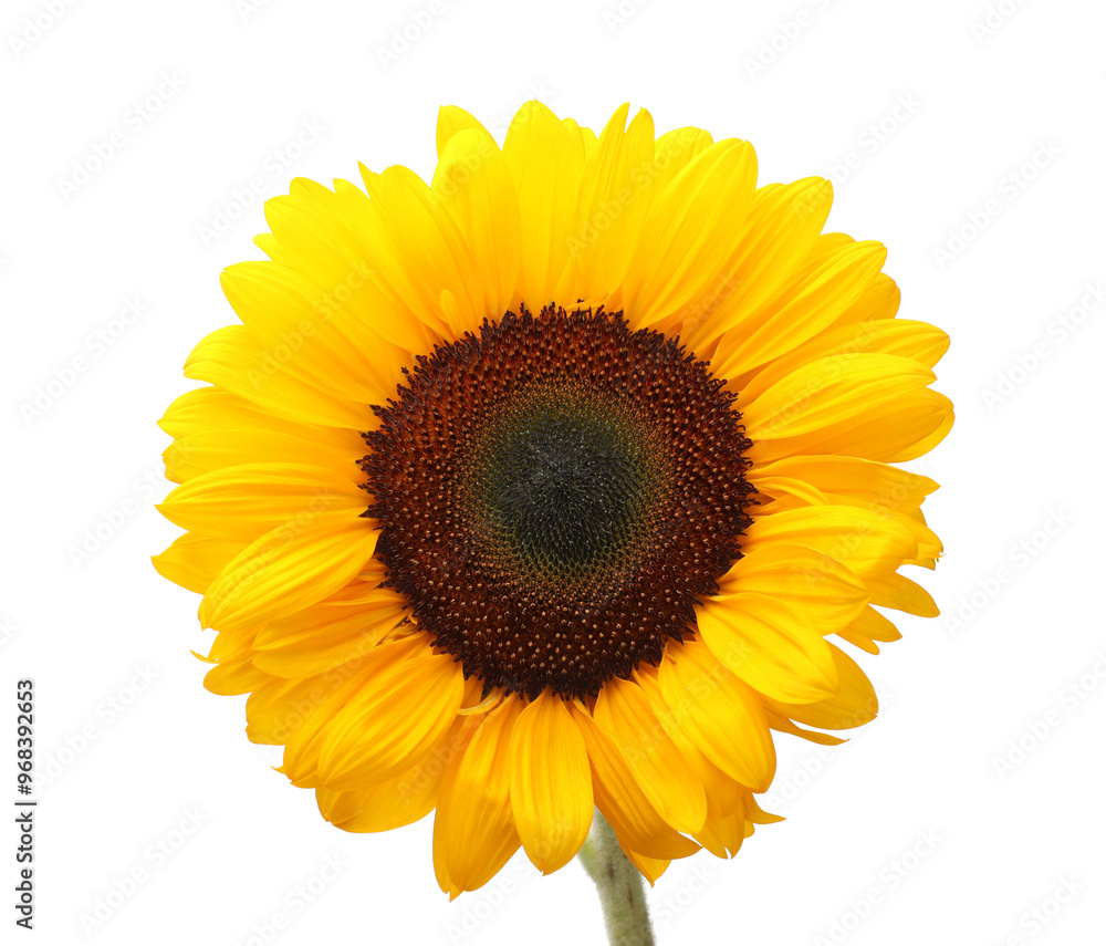 Obraz premium One beautiful sunflower with bright petals isolated on white