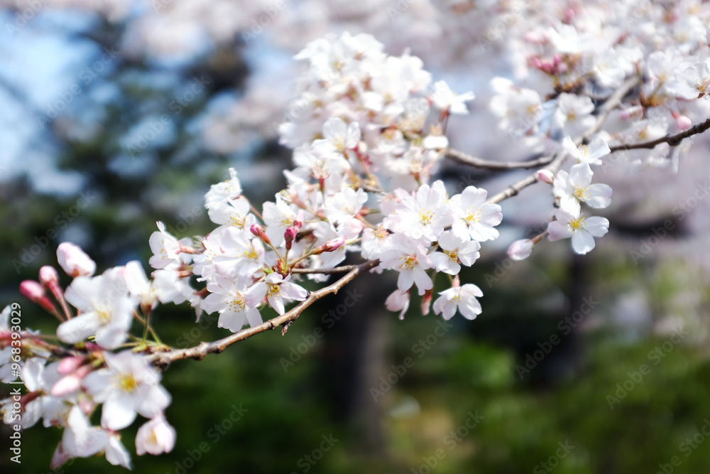 Close-Up of Delicate Cherry Blossoms in Full Bloom, Capturing the Soft Pink Petals Against a Blurred Background. The Image Highlights the Beauty and Fragility of Sakura Flowers, Spring Time Close-Up of Delicate Cherry Blossoms in Full Bloom, Capturing the Soft Pink Petals Against a Blurred Background. The Image Highlights the Beauty and Fragility of Sakura Flowers, Spring Time