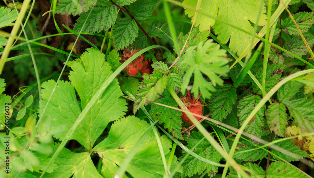 Obraz premium Wild raspberry in high altitude forest