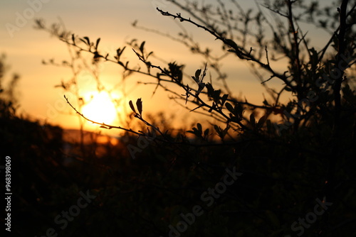 Sunset background with dark tree branches in the evening time. Trees getting dark during sunset. Orange sky with black plants in focus. Weather nature landscape. Tree branch with leaves. photo