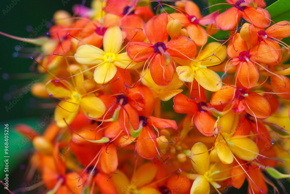 Beautiful golden orange macro photo Beautiful golden orange macro photo