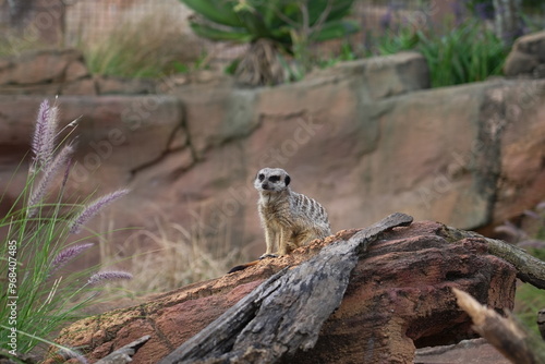 meerkat on guard