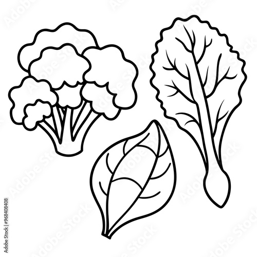 spinach kale broccoli vegetables outline coloring book page line art illustration digital drawing