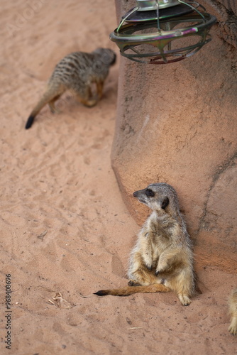 meerkat on the ground