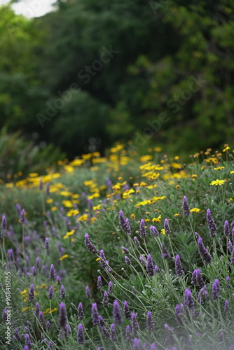field of flowers