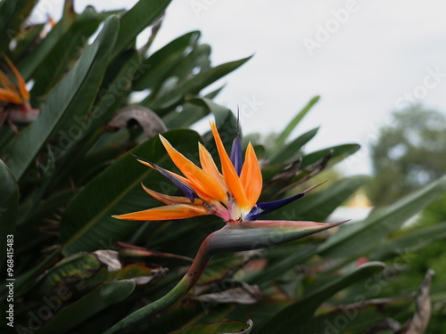 orange tiger lily