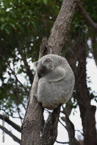 Photography koala in tree