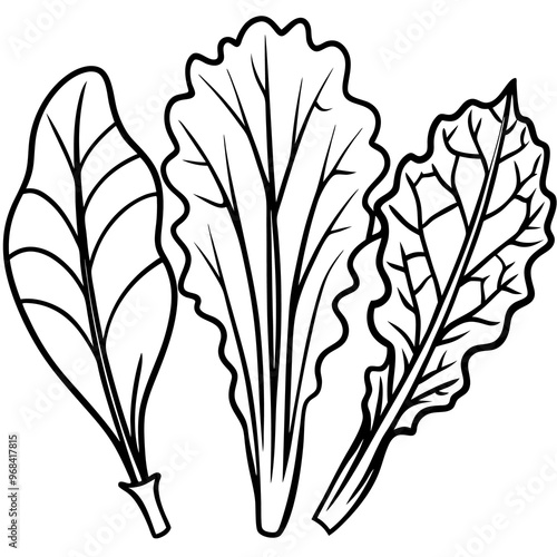 swiss chard collard greens mustard greens vegetable outline coloring book page line art illustration digital drawing