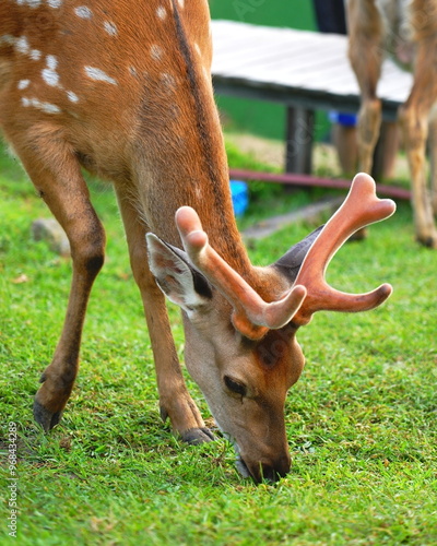 deer in the woods