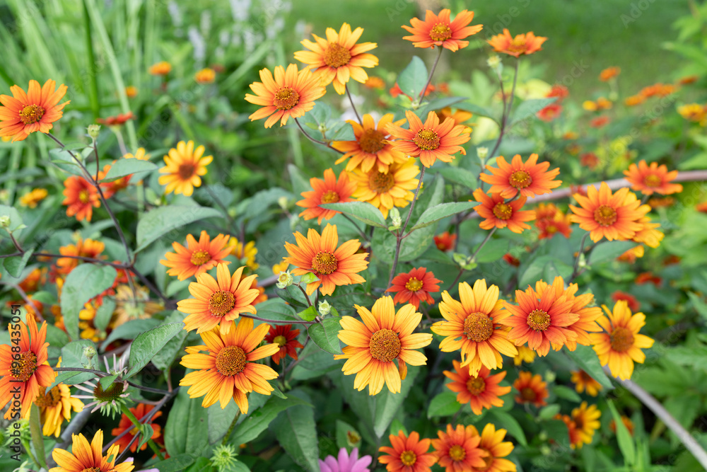 Heliopsis Heliopsis