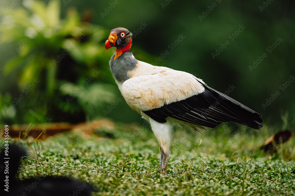 Fototapeta premium King Vulture