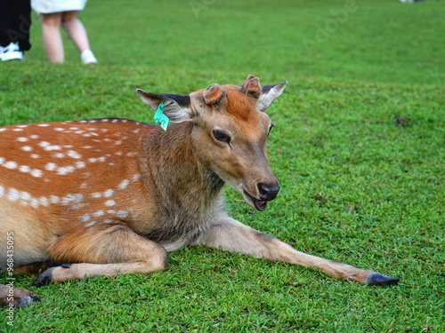 deer in the grass