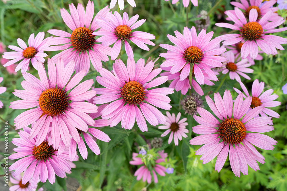 Obraz premium 花盛りのエキナセア