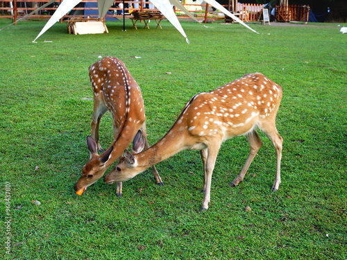 deer in the grass