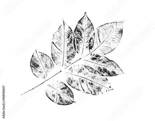 Black and white leaf print stamp of botanical illustration. Plain leaf sketched art on plain white background.