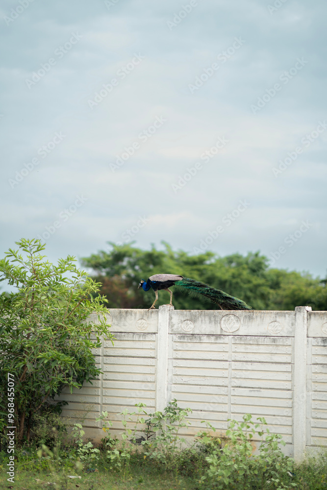 Peacock on a wall Peacock on a wall