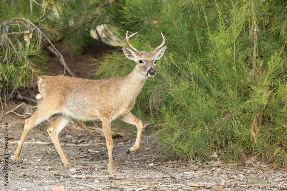 Key Deer taken on Big Pine Key Florida Key Deer taken on Big Pine Key Florida