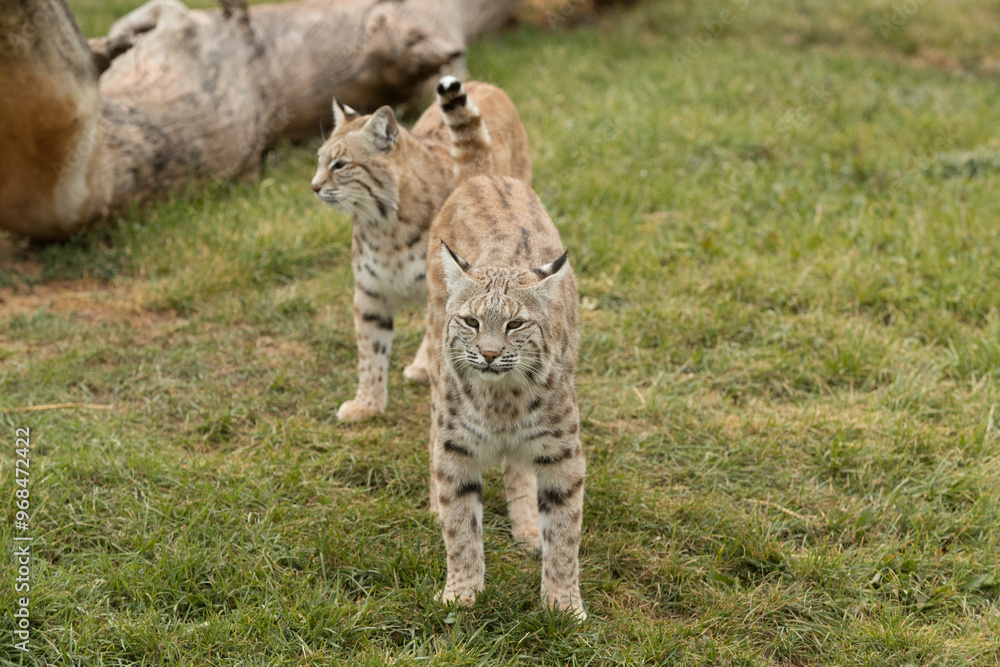 Obraz premium Bobcat pair taken in South Dakota