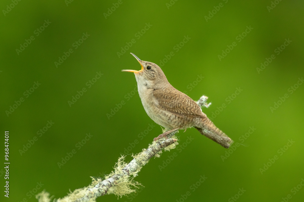 Fototapeta premium House Wren taken in southern MN
