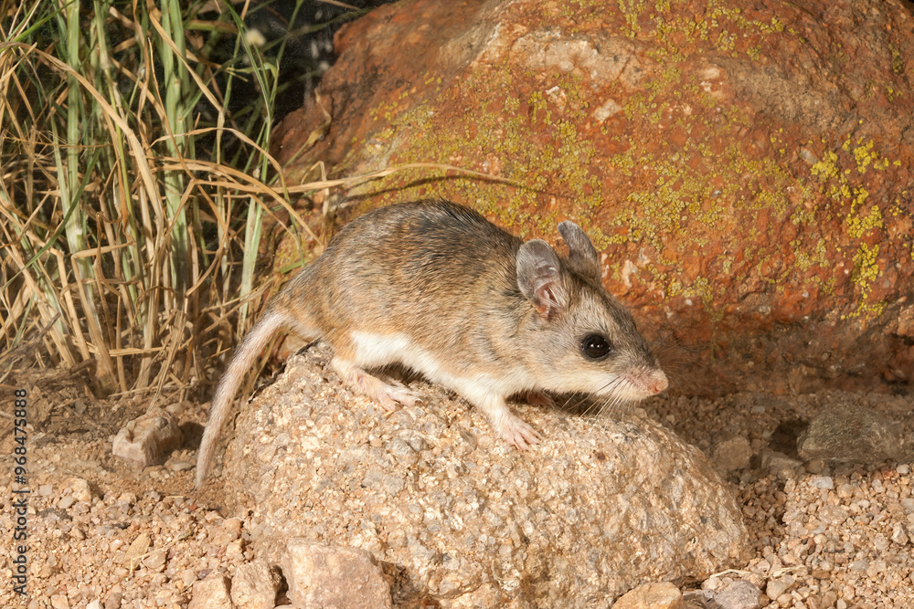 Northern Grasshopper Mouse taken in SE Arizonia Northern Grasshopper Mouse taken in SE Arizonia