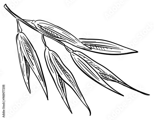 oats handdrawn illustration