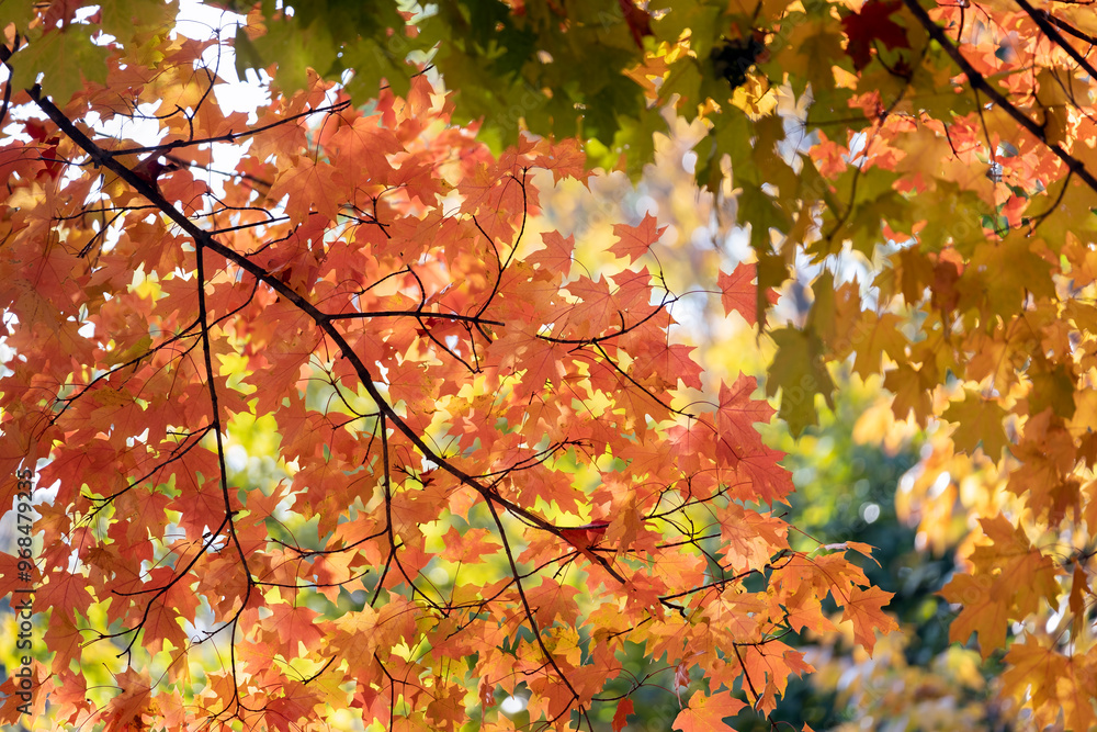 Autumn nature in North Carolina mountain woods Autumn nature in North Carolina mountain woods