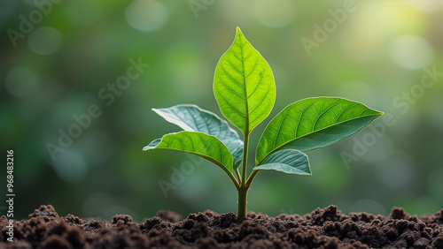 A small green plant is growing in the dirt