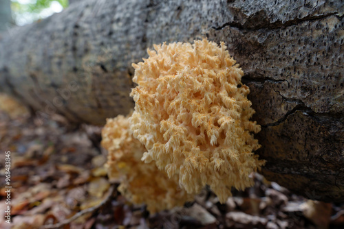 rare Hericium coralloides mushroom clings to a fallen tree trunk, unfurling its unique, coral-like structure in a serene forest setting.