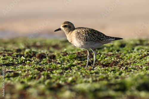 Pacific golden plover standing on ground. bird background.