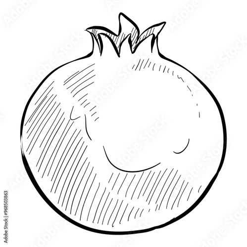 pomegranate handdrawn illustration