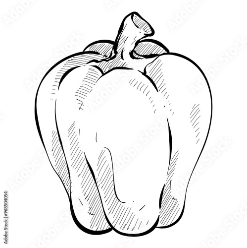 paprika handdrawn illustration