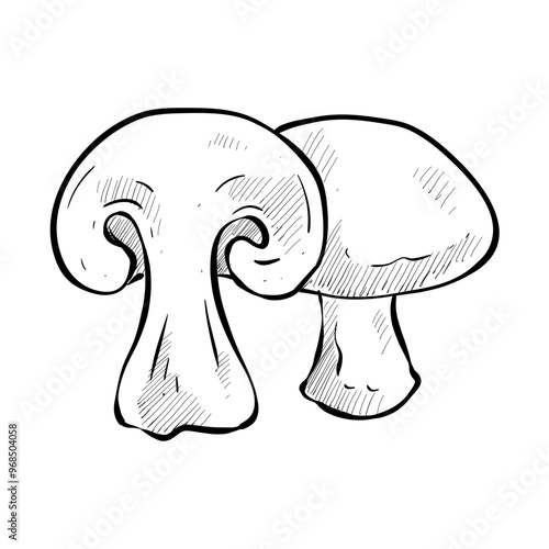 mushroom handdrawn illustration
