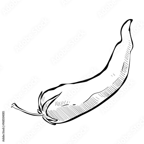 chilli handdrawn illustration