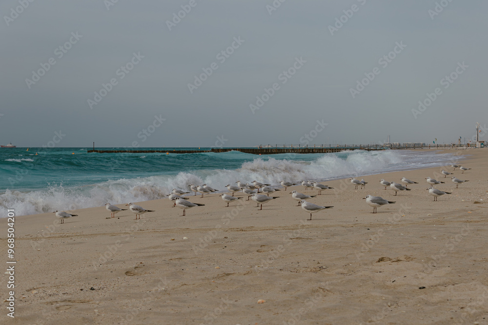 Flock of seagulls gathered on a sandy beach by the sea Flock of seagulls gathered on a sandy beach by the sea