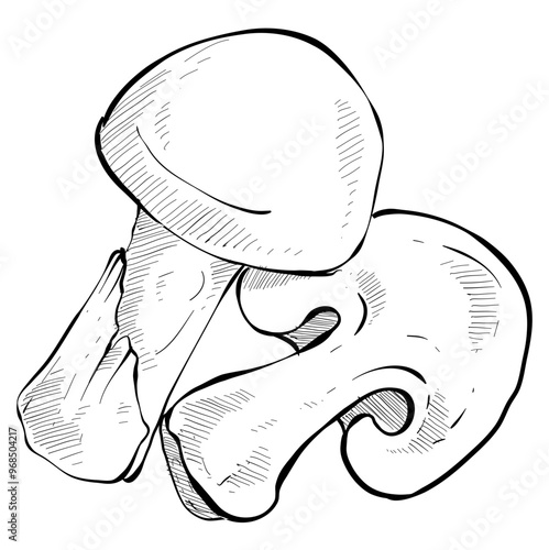 mushroom handdrawn illustration