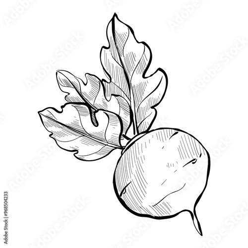 beetroot handdrawn illustration