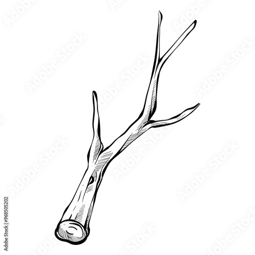 wood handdrawn illustration