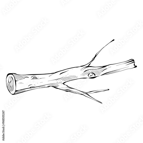 wood handdrawn illustration