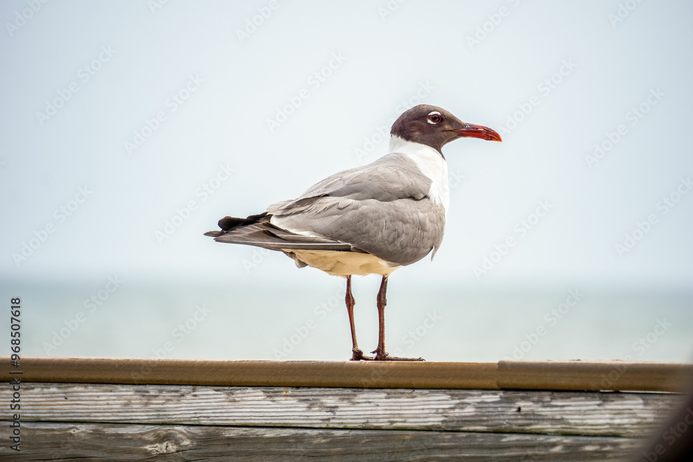 Seagull Standing on a Railing by the Seaside on a Clear Day