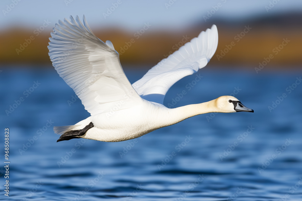 Obraz premium A white swan gracefully flying over a body of blue water, elegance of the bird in motion