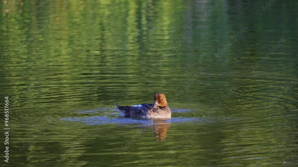 Redhead Duck Pair in Elk Island National Park, Edmonton Redhead Duck Pair in Elk Island National Park, Edmonton