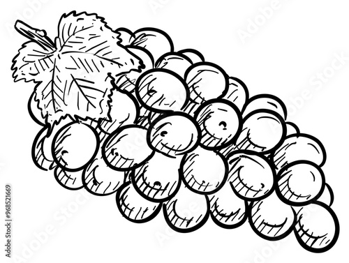 grape handdrawn illustration