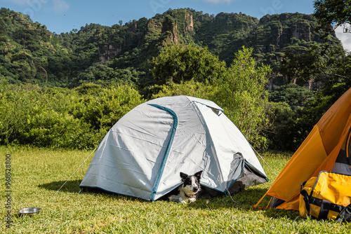 Border collie resting at a white camping tent near the mountain.