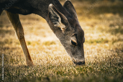 Deer