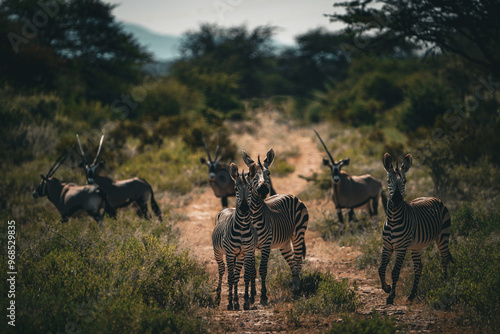 zebras